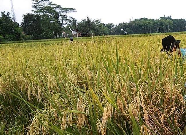 Potensi Pertanian Padi Sawah Rendeng Desa